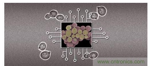 酵母菌(中)就像電子組件般的互連在一起，只不過這些細胞并非透過電線交流，而是經(jīng)由僅能以適當接受器注入細胞的化學藥物進行互動。