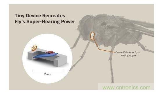 顯示研究人員們經(jīng)由這種寄生蠅的聲音處理機(jī)制啟發(fā)，開發(fā)出一款低功耗的麥克風(fēng)組件。