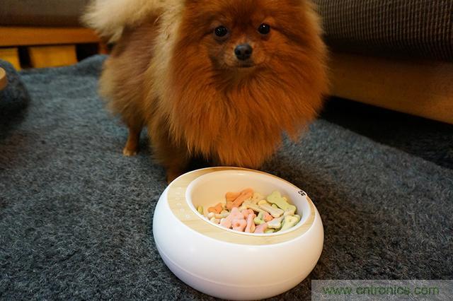 科學(xué)喂養(yǎng)從狗娃做起&mdash;&mdash;逗愛(ài)乖乖碗測(cè)試