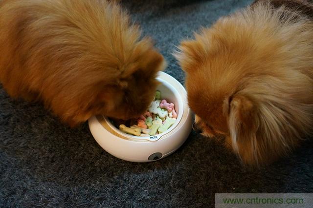 科學(xué)喂養(yǎng)從狗娃做起&mdash;&mdash;逗愛(ài)乖乖碗測(cè)試