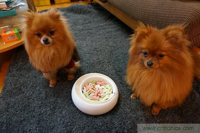 科學(xué)喂養(yǎng)從狗娃做起&mdash;&mdash;逗愛(ài)乖乖碗測(cè)試