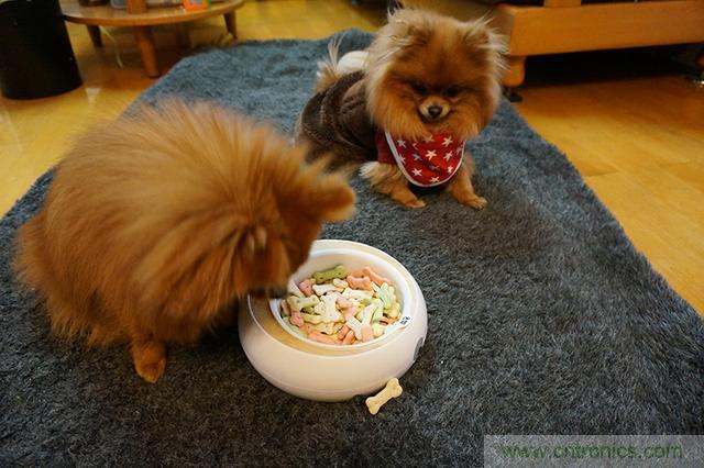 科學(xué)喂養(yǎng)從狗娃做起&mdash;&mdash;逗愛(ài)乖乖碗測(cè)試