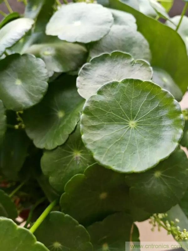 手機(jī)單鏡頭和雙鏡頭設(shè)計(jì)有什么區(qū)別？