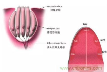 仿生傳感器的定義、原理、分類及應(yīng)用