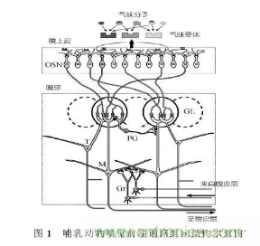 仿生傳感器的定義、原理、分類及應(yīng)用